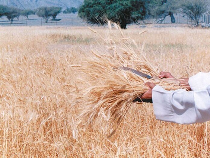 Saudi Arabia restricts use of wheat as fodder