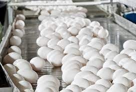 Local egg production companies are on the edge of closure
