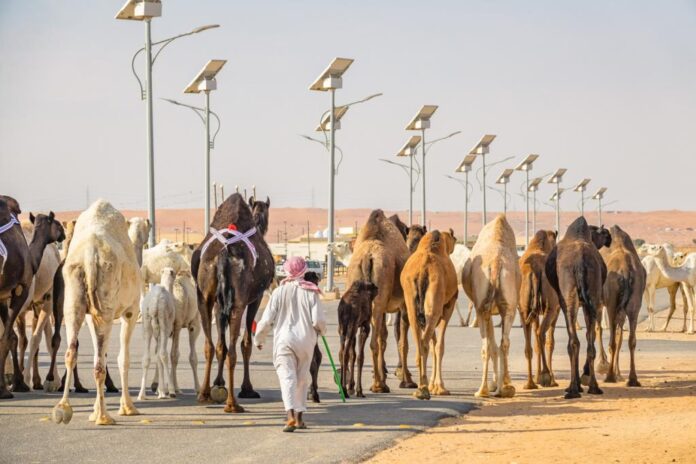 Saudi Arabia reports 6 new MERS cases, 4 deaths in past half-year