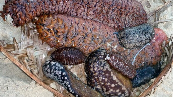 FIJI introduces sustainable management model for sea cucumber/Beche De Mer