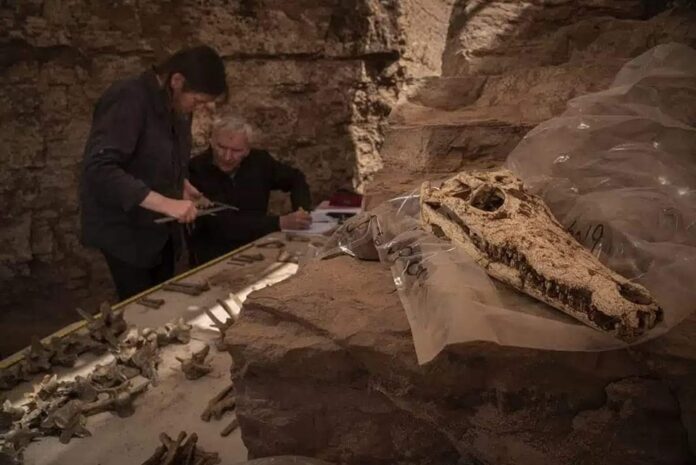 Archaeologists discovers tombs of grounded crocodiles dating back to ancient Egypt (image credits Facebook)