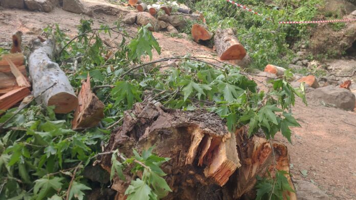 Israel's Storm: Massive tree collapses near Amud River, prompts evacuation efforts