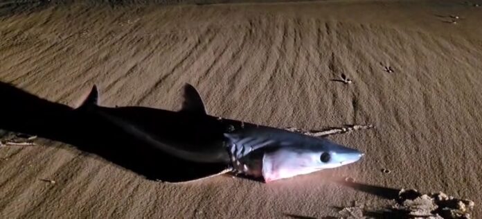 Israel: Rare Bule Herring Shark found dead on Maayan Tzvi beach, raises concerns