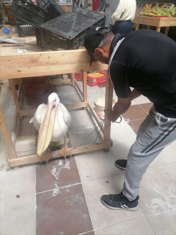Minister Yasmin Fouad hails Ashtoum reserve for rescuing iconic Pelican bird