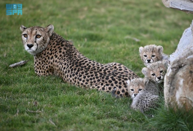 Saudi Arabia's National Center for Wildlife celebrates a cheetah conservation breakthrough with the birth of four cubs and a new reintroduction strategy