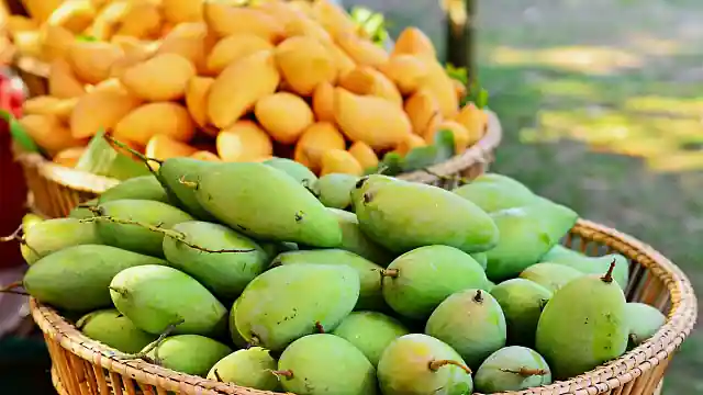 Saudi Arabia's mango production encompasses more than 20 different varieties, offering a diverse range of options for consumers. The harvest season, which spans from April to August, has become a key period for local farmers and the national economy alike