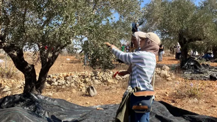 For generations, Palestinian families have tended their olive groves, harvesting not just fruit but a deep connection to their ancestral lands. Today, this vital tradition is under siege